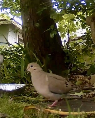 Dove