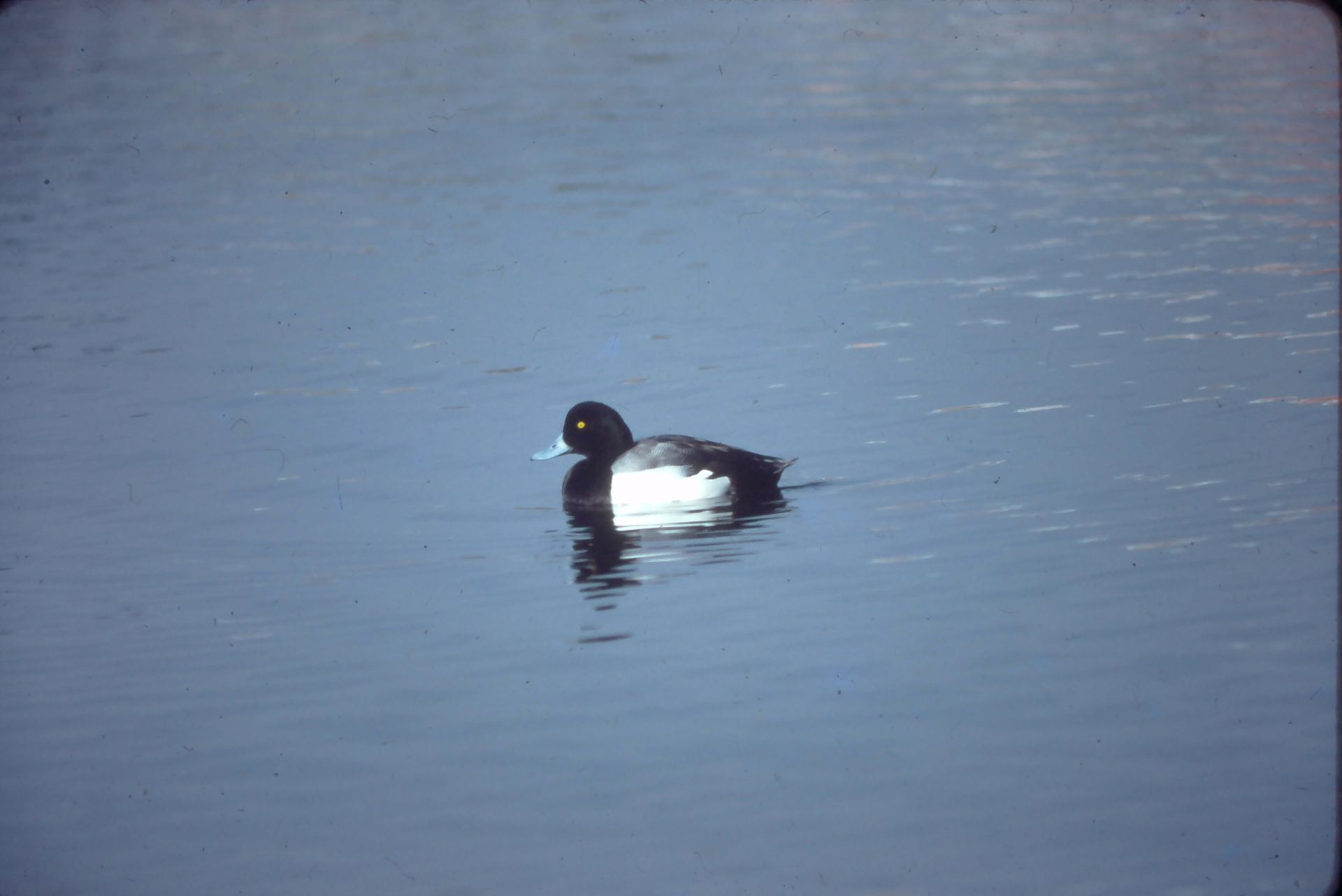 Ducks