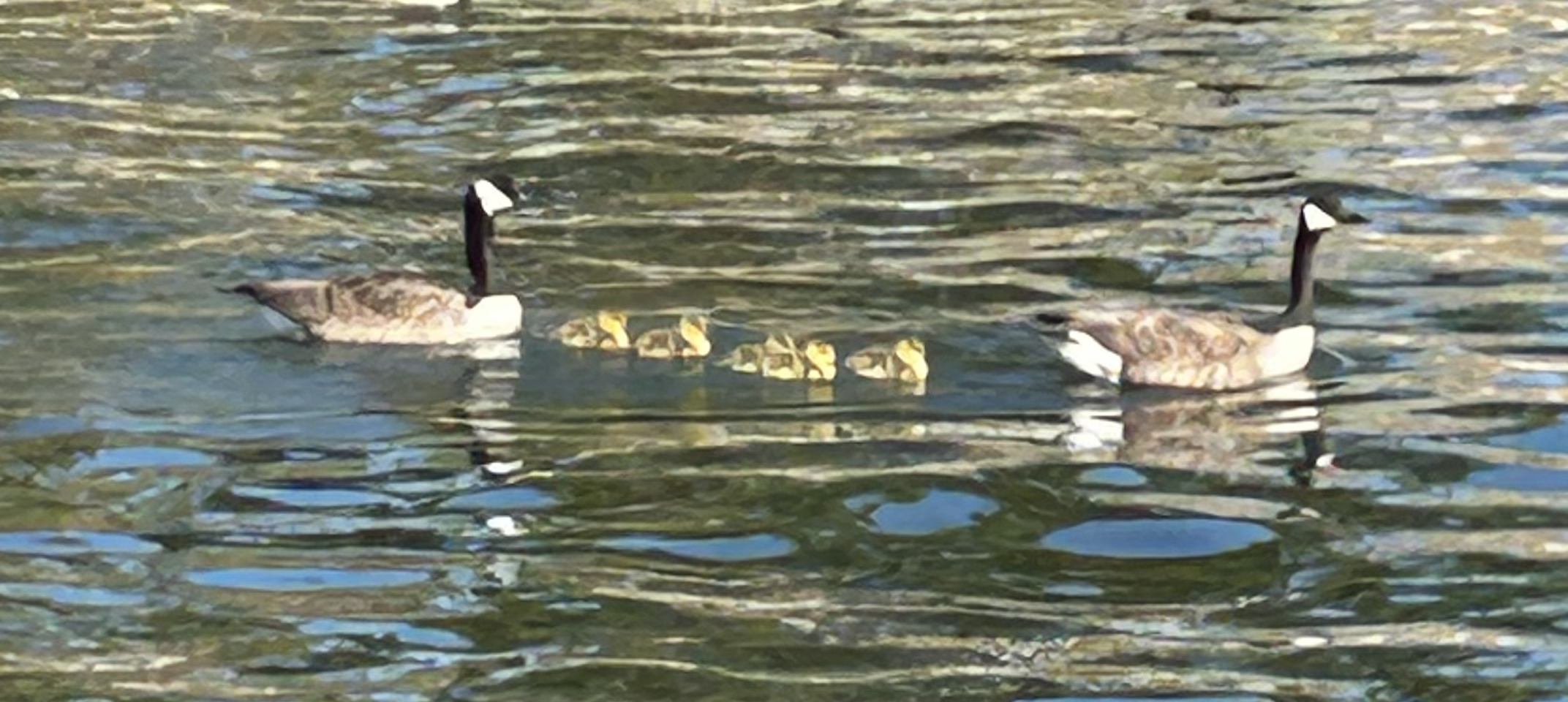 Geese