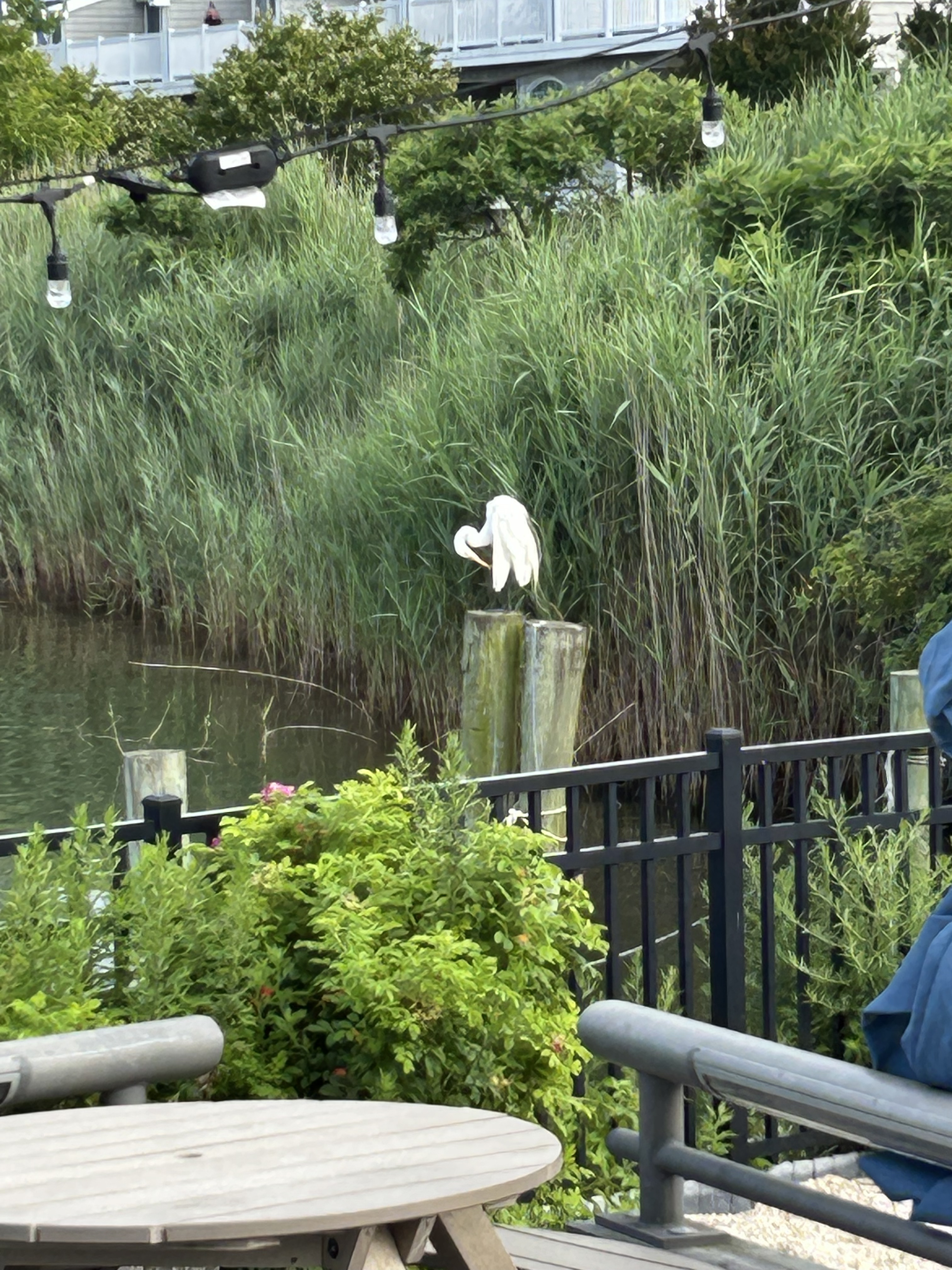 Egrets