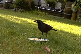 Grackle