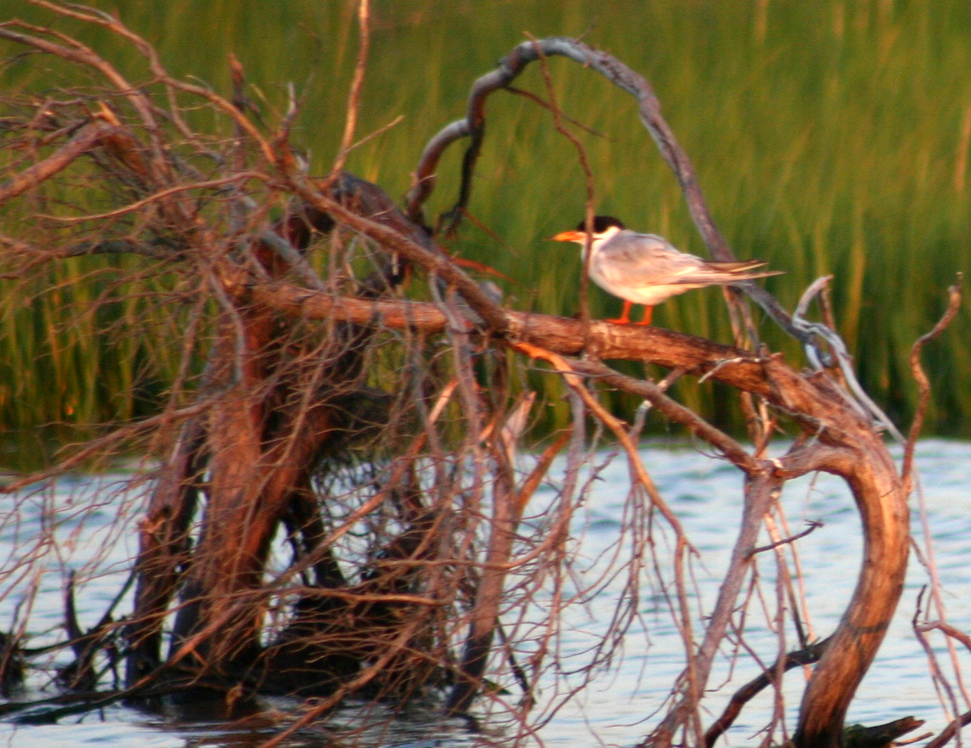Heron
