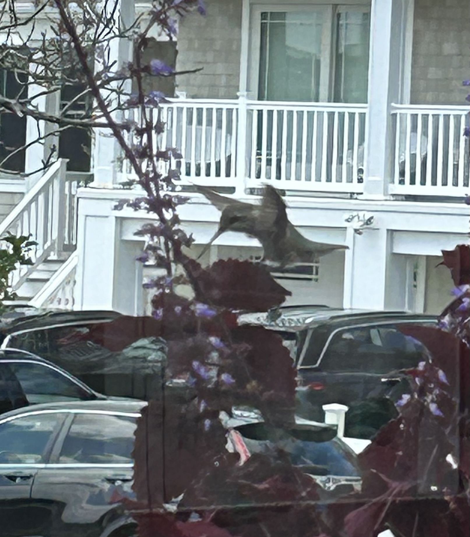 Humming Bird