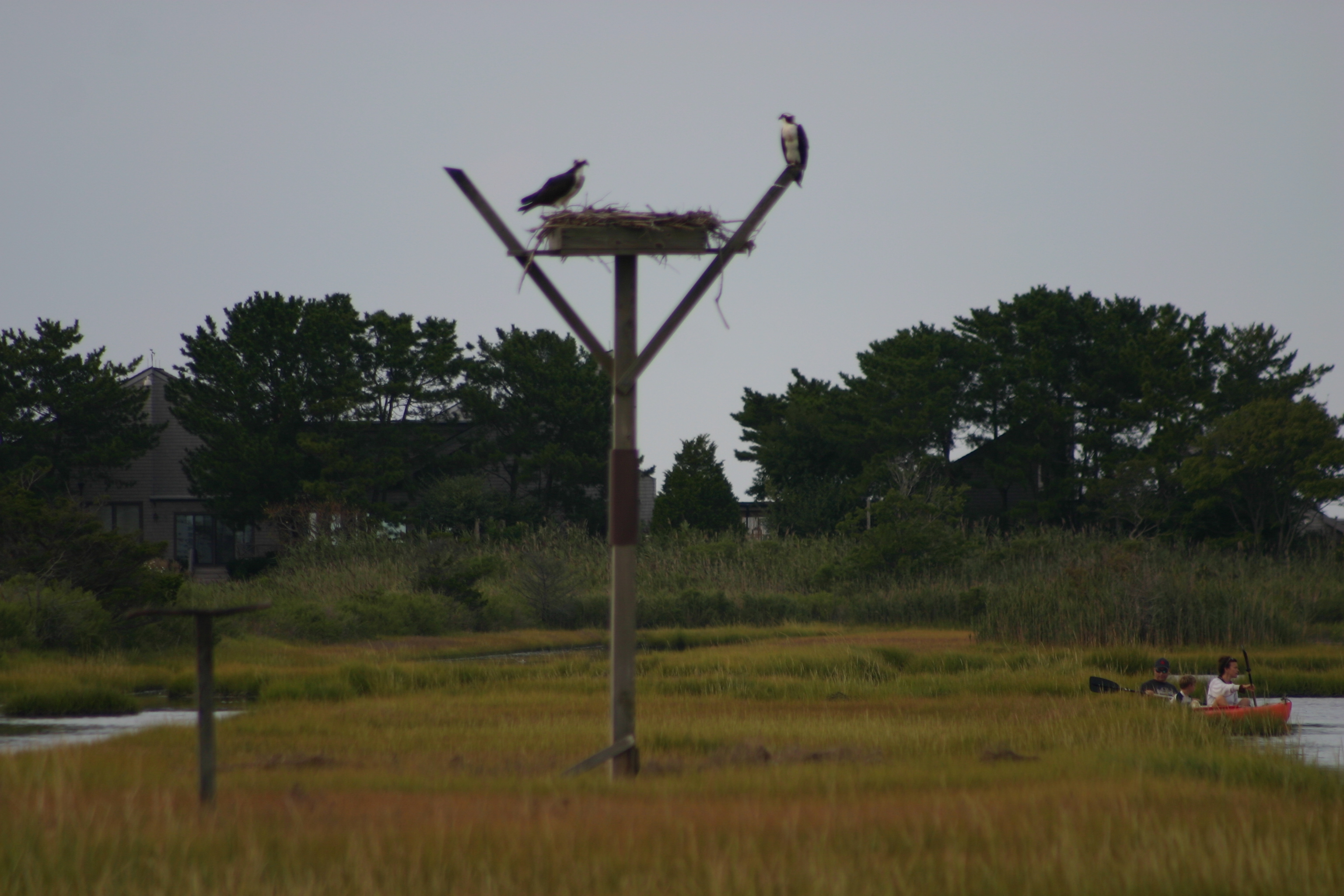 Osprey