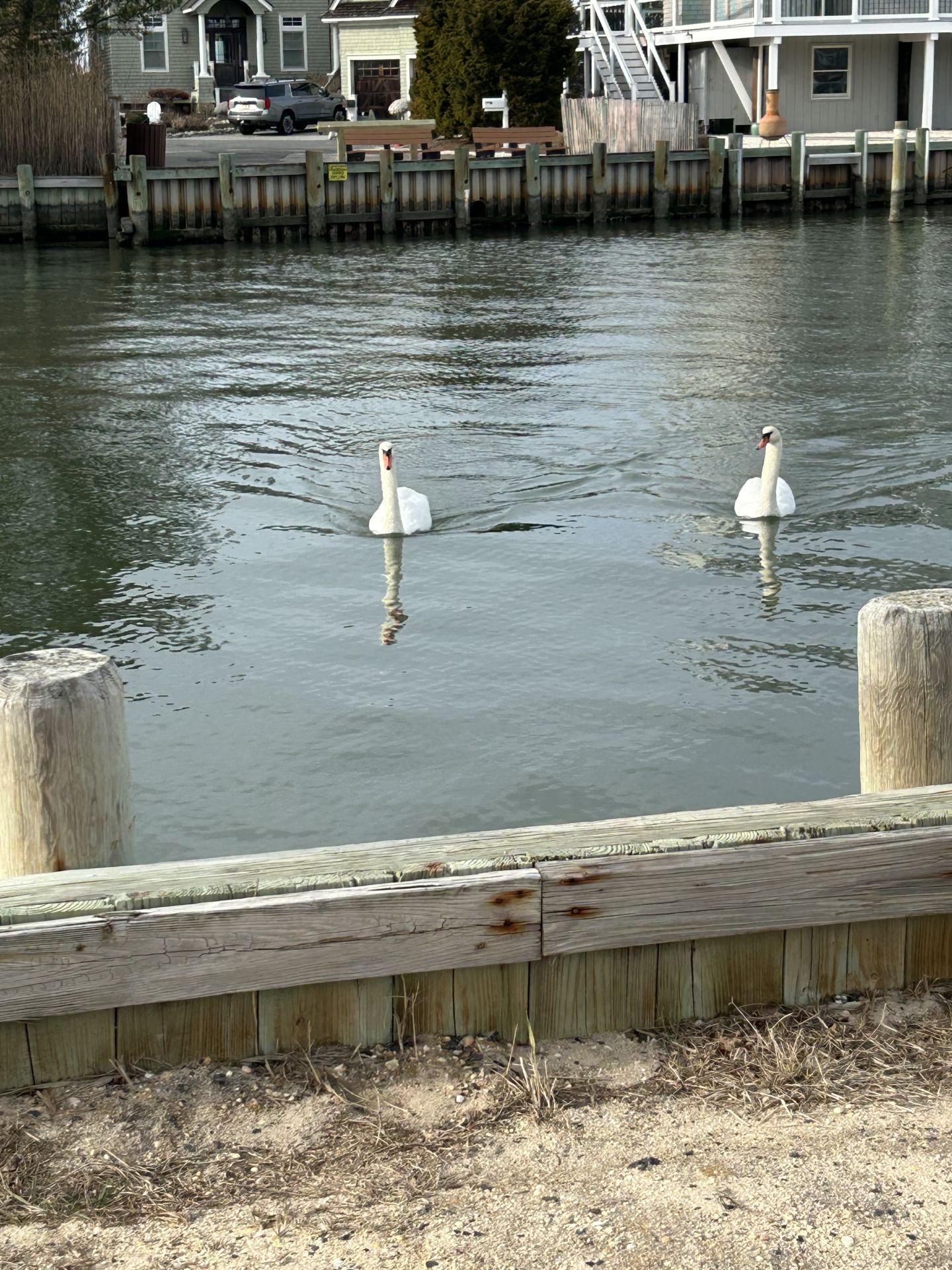 Swans
