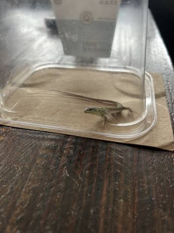 Lizards