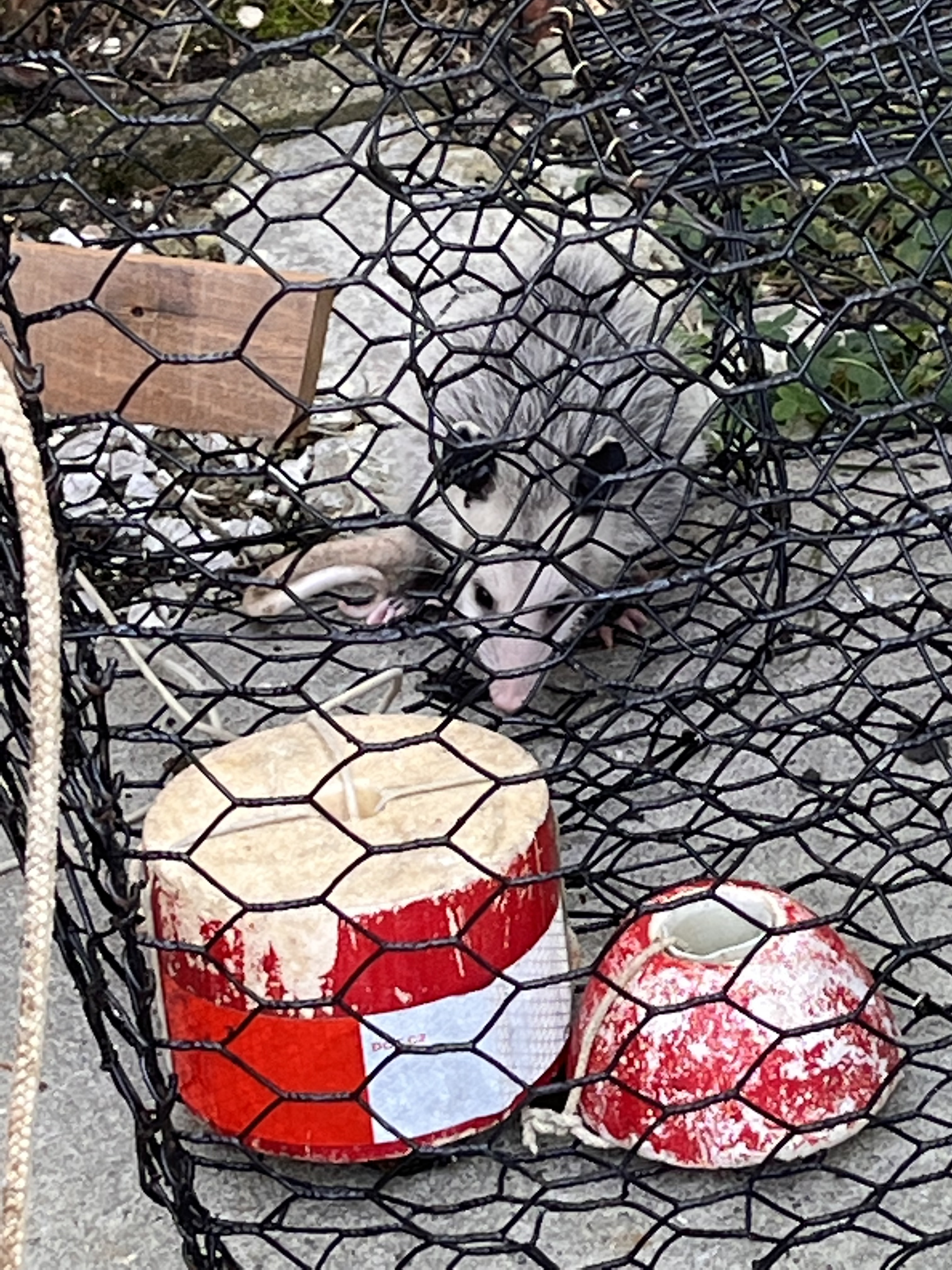 Opossum