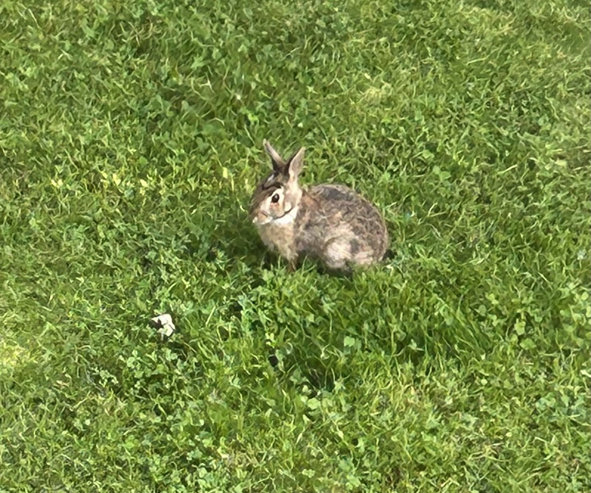 Rabbits