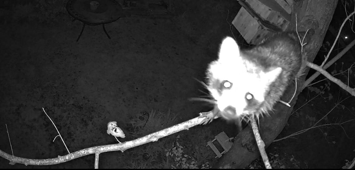 Raccoons