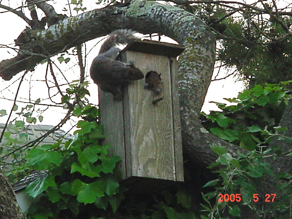 Squirrels